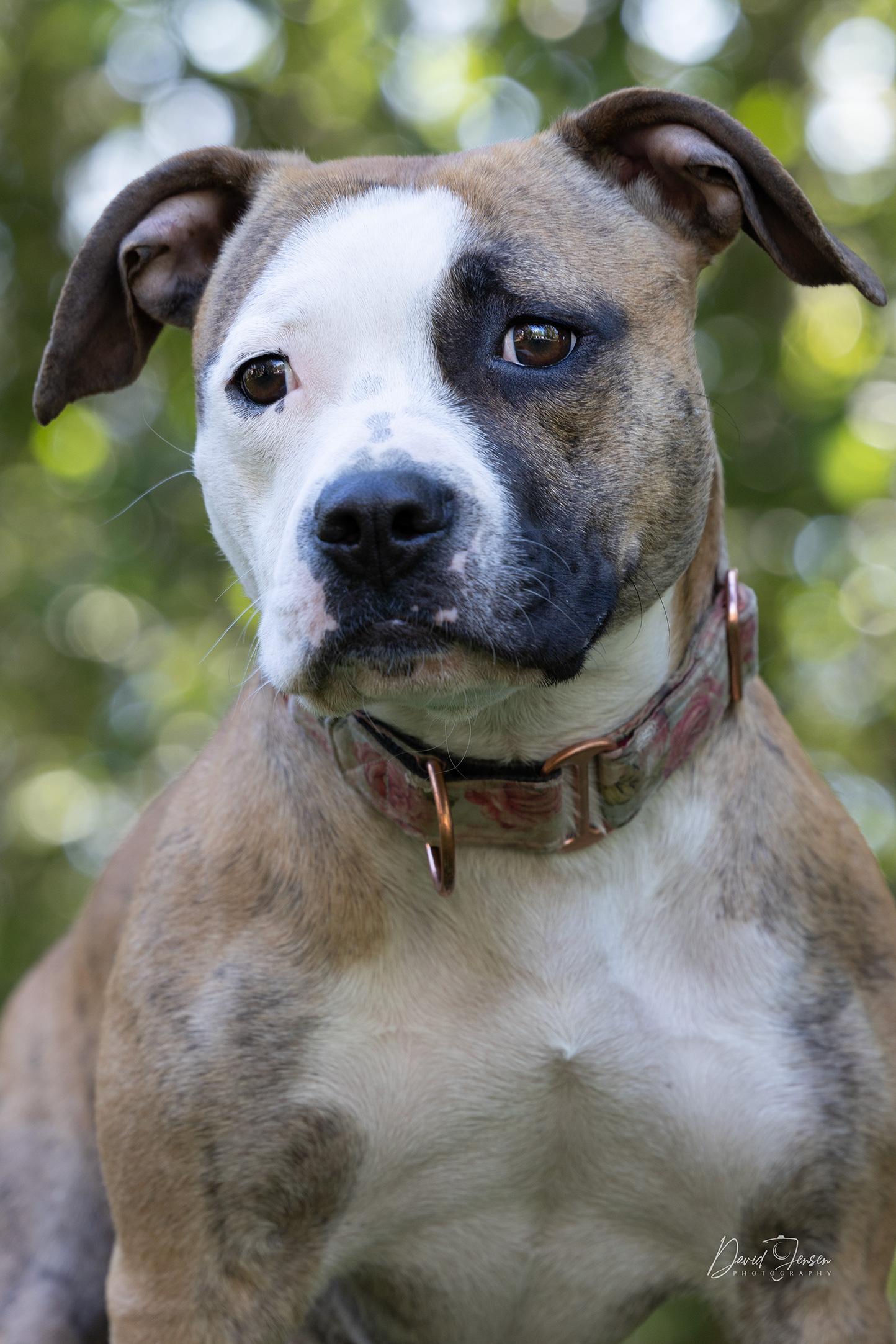 Bridget, a ADOPTABLE American Bully in Anchorage, AK image 4/4
