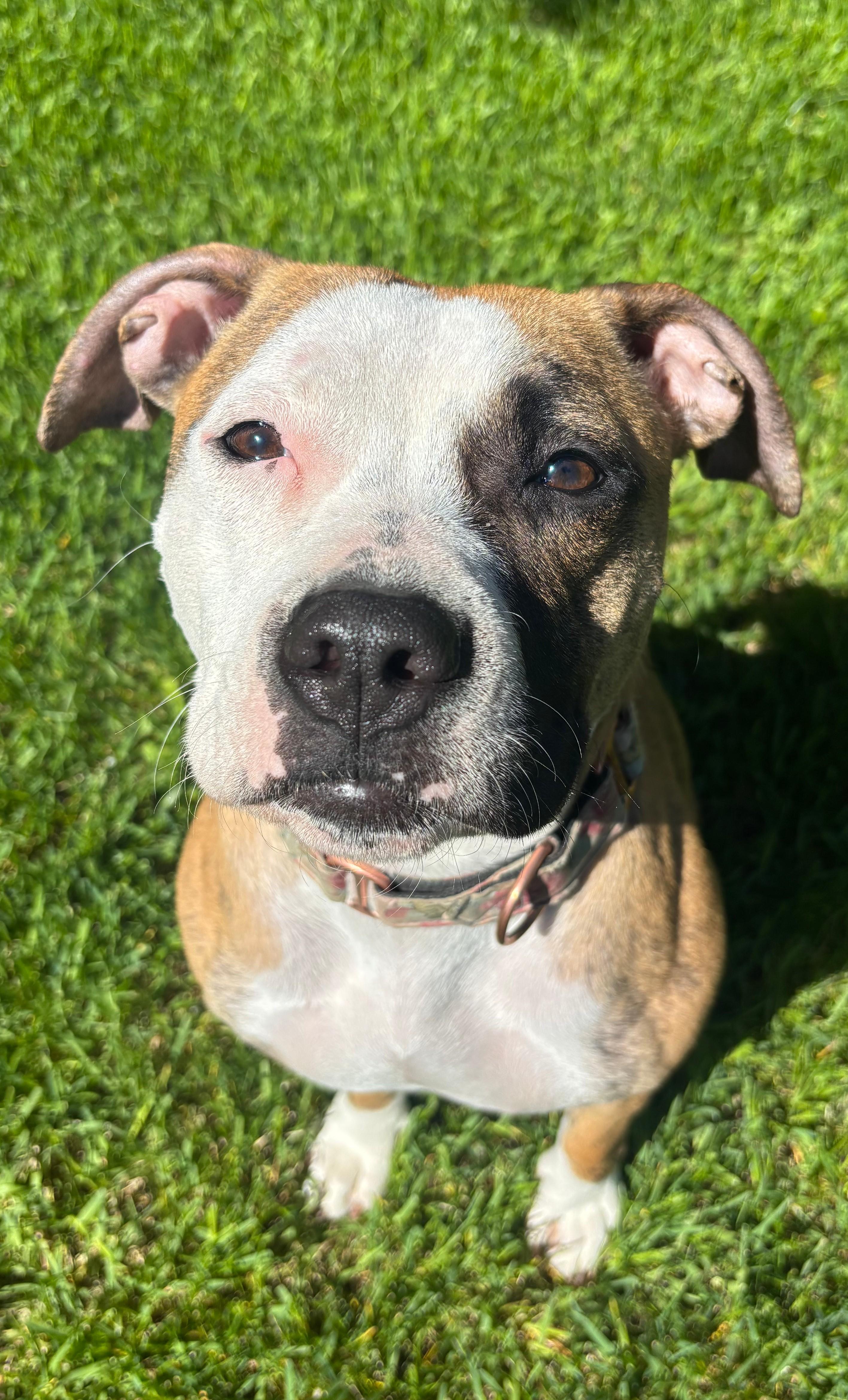 Bridget, a ADOPTABLE American Bully in Anchorage, AK image 2/4
