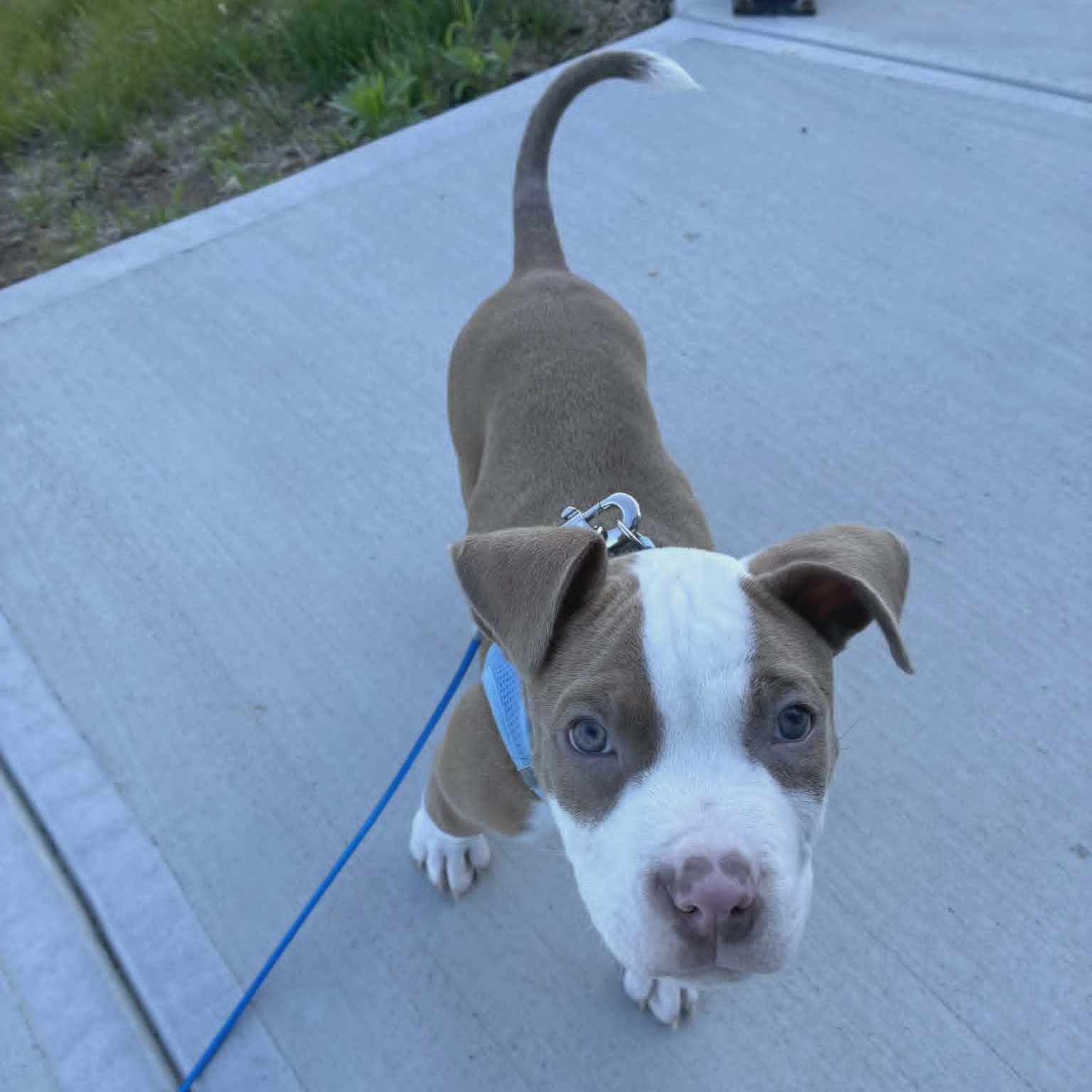 Enlarge Truitt, an adopted Pit Bull Terrier in Schenectady, NY image 1/6