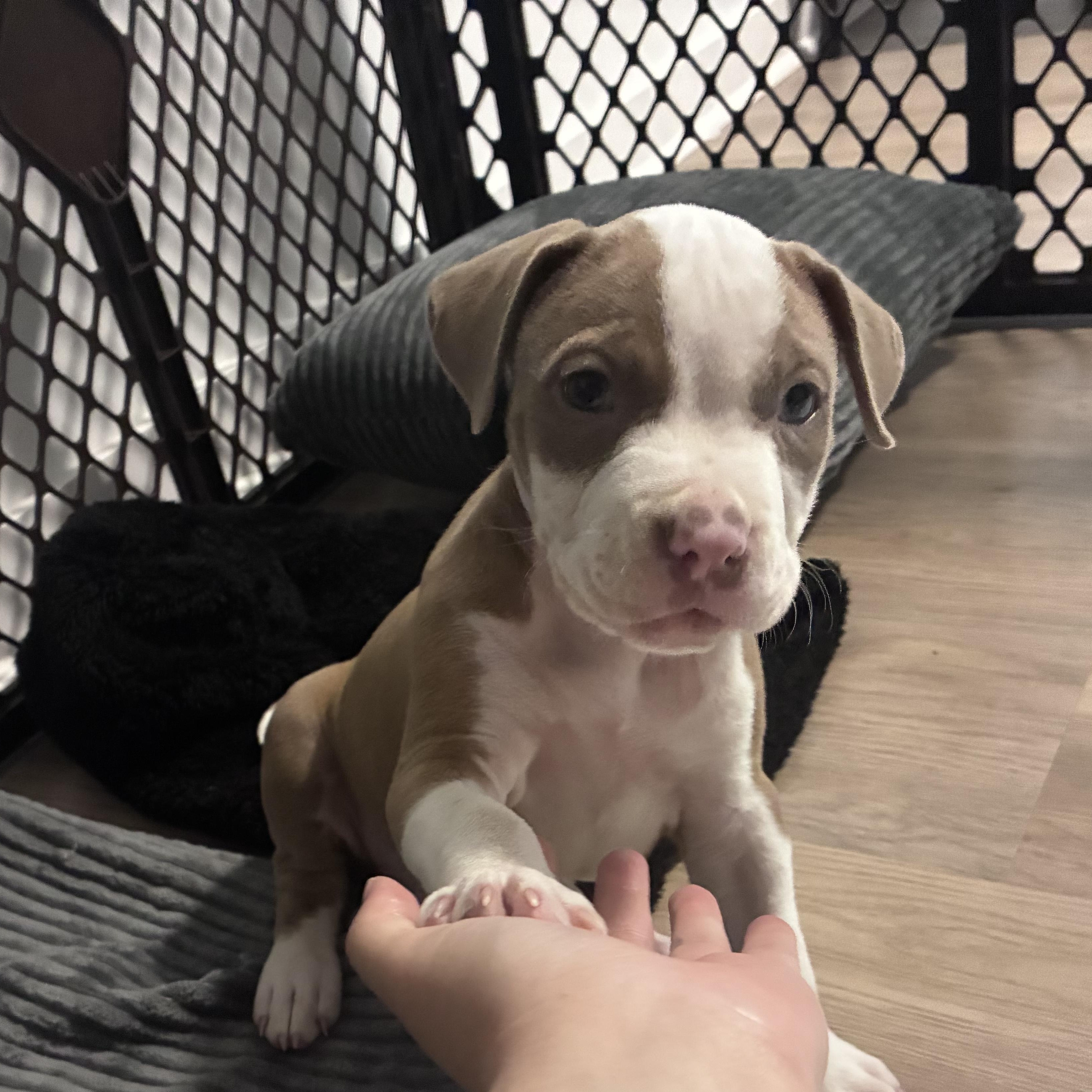 Truitt, a ADOPTABLE Pit Bull Terrier in Schenectady, NY image 2/6