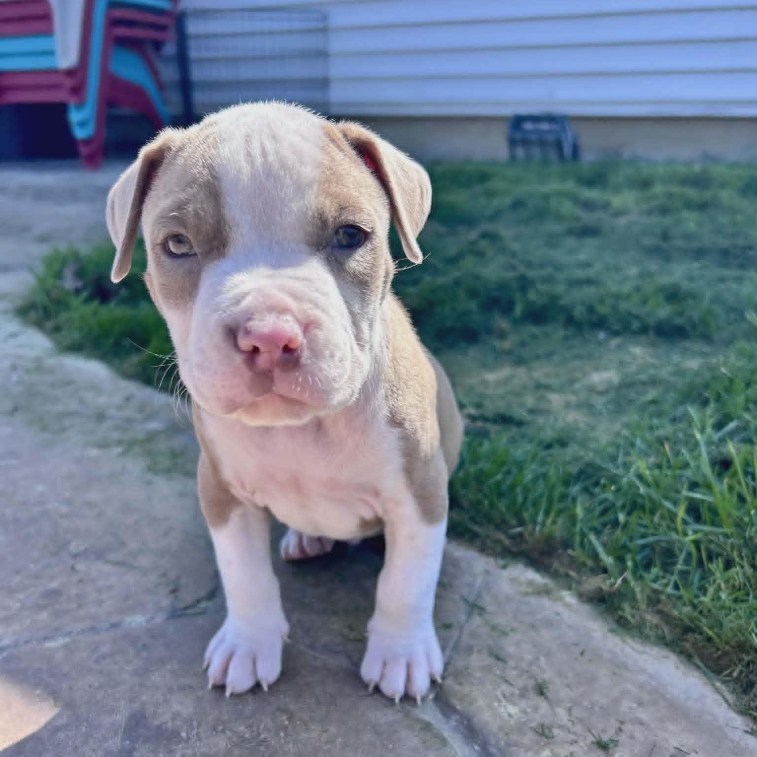 Truitt, a ADOPTABLE Pit Bull Terrier in Schenectady, NY image 3/6