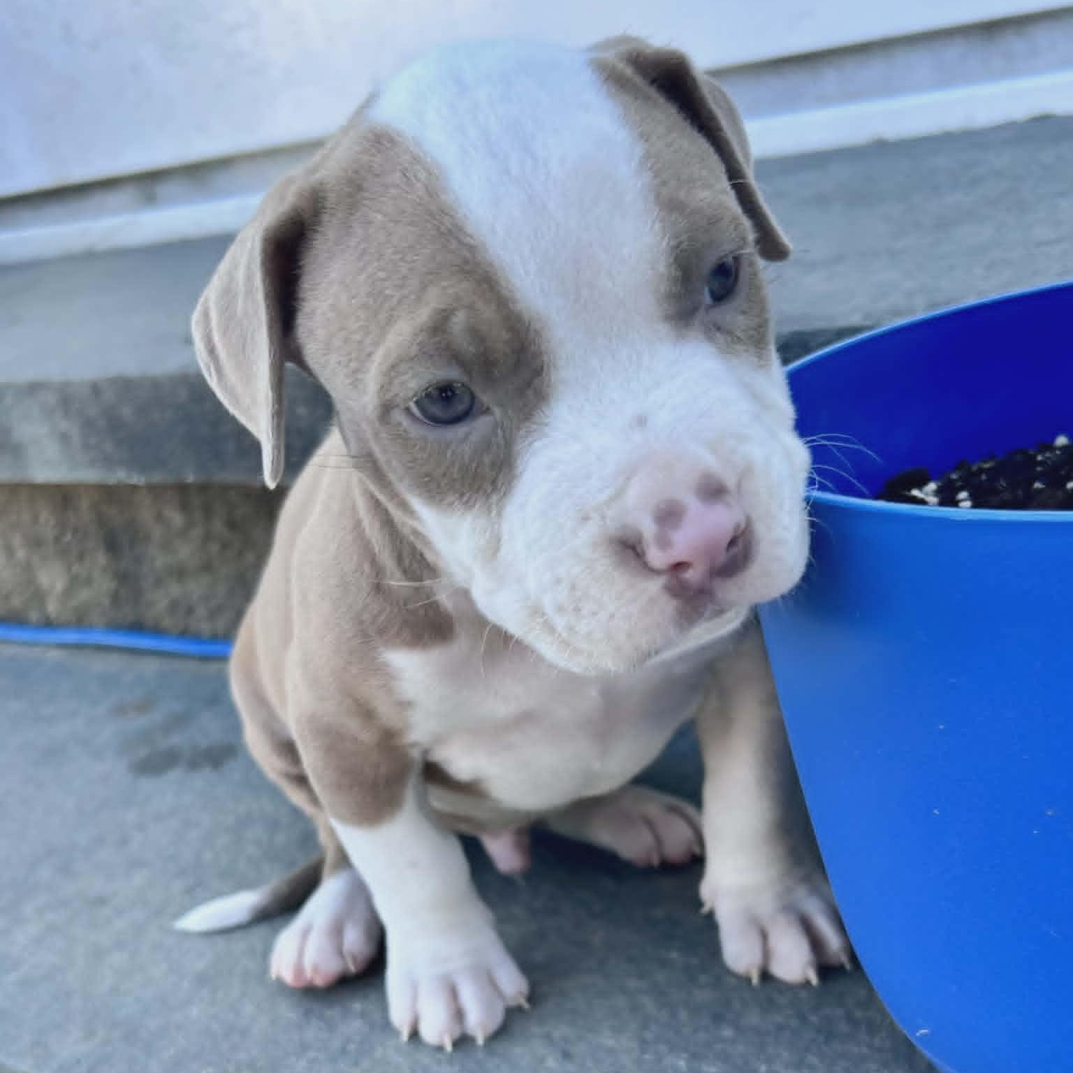 Truitt, a ADOPTABLE Pit Bull Terrier in Schenectady, NY image 4/6