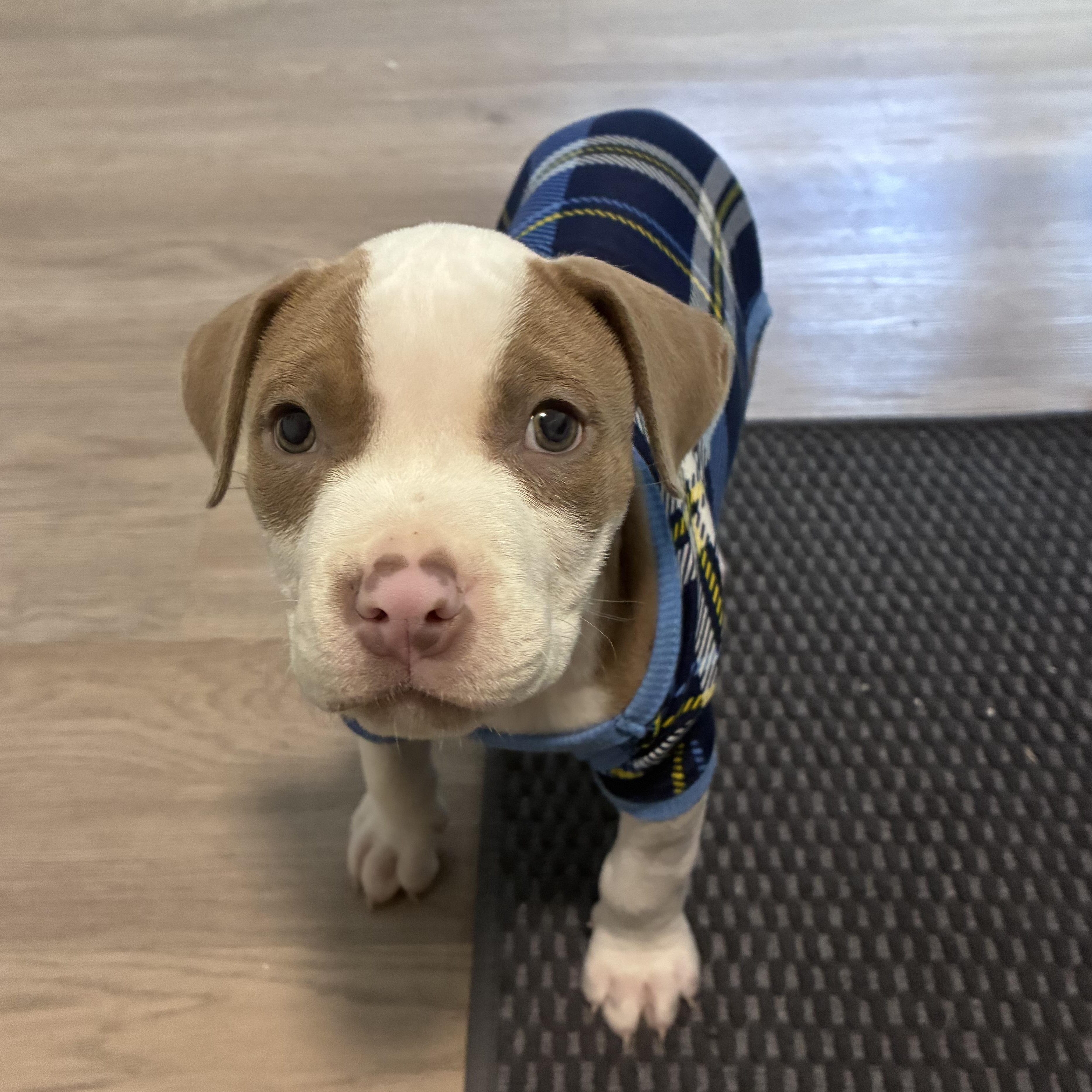 Truitt, a ADOPTABLE Pit Bull Terrier in Schenectady, NY image 1/6
