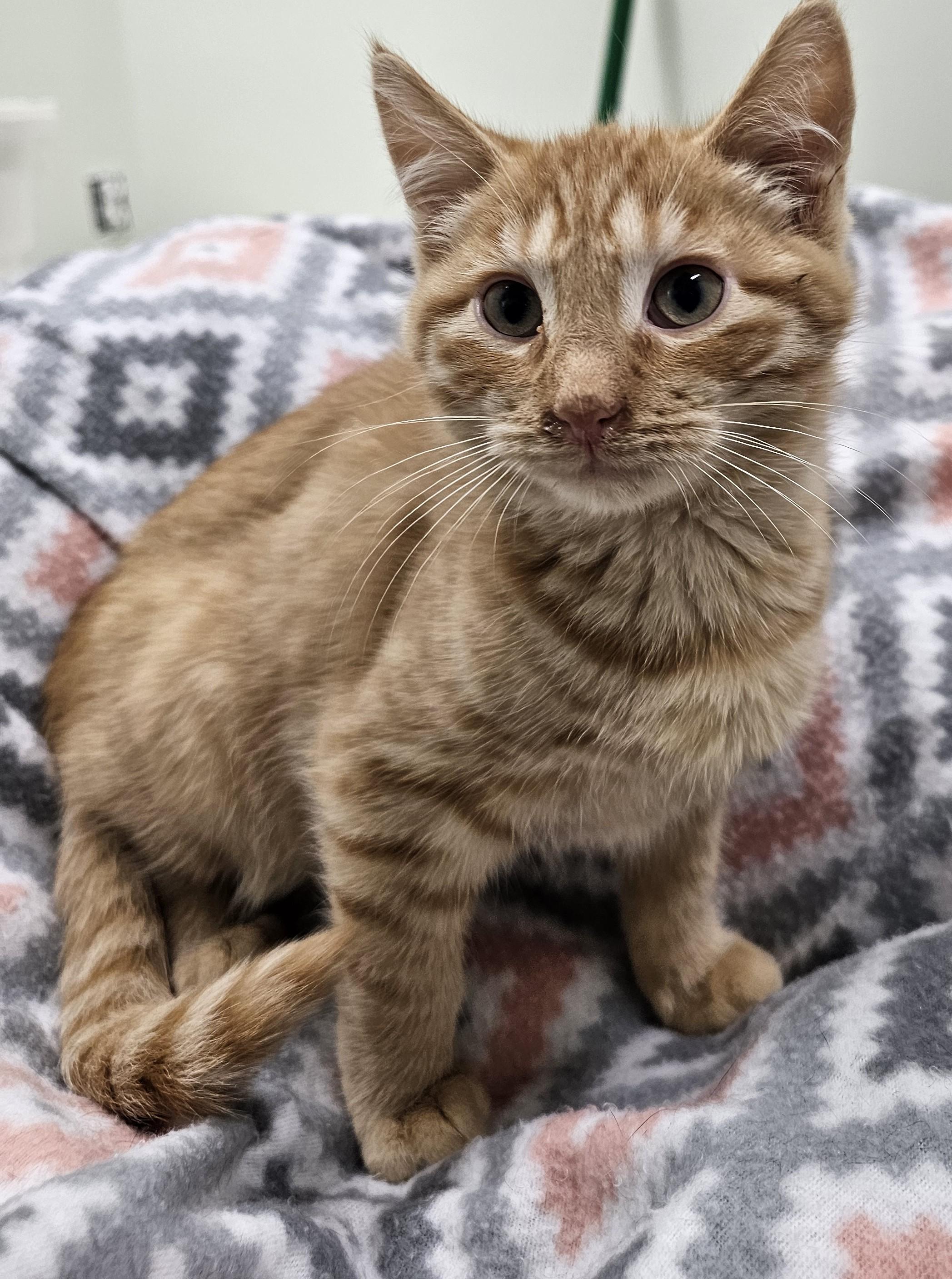 Vulcan, Baby Male Domestic Short Hair