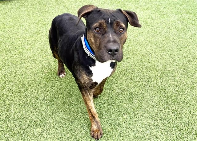 GIZMO, Adoptable, Adult Male American Staffordshire Terrier.