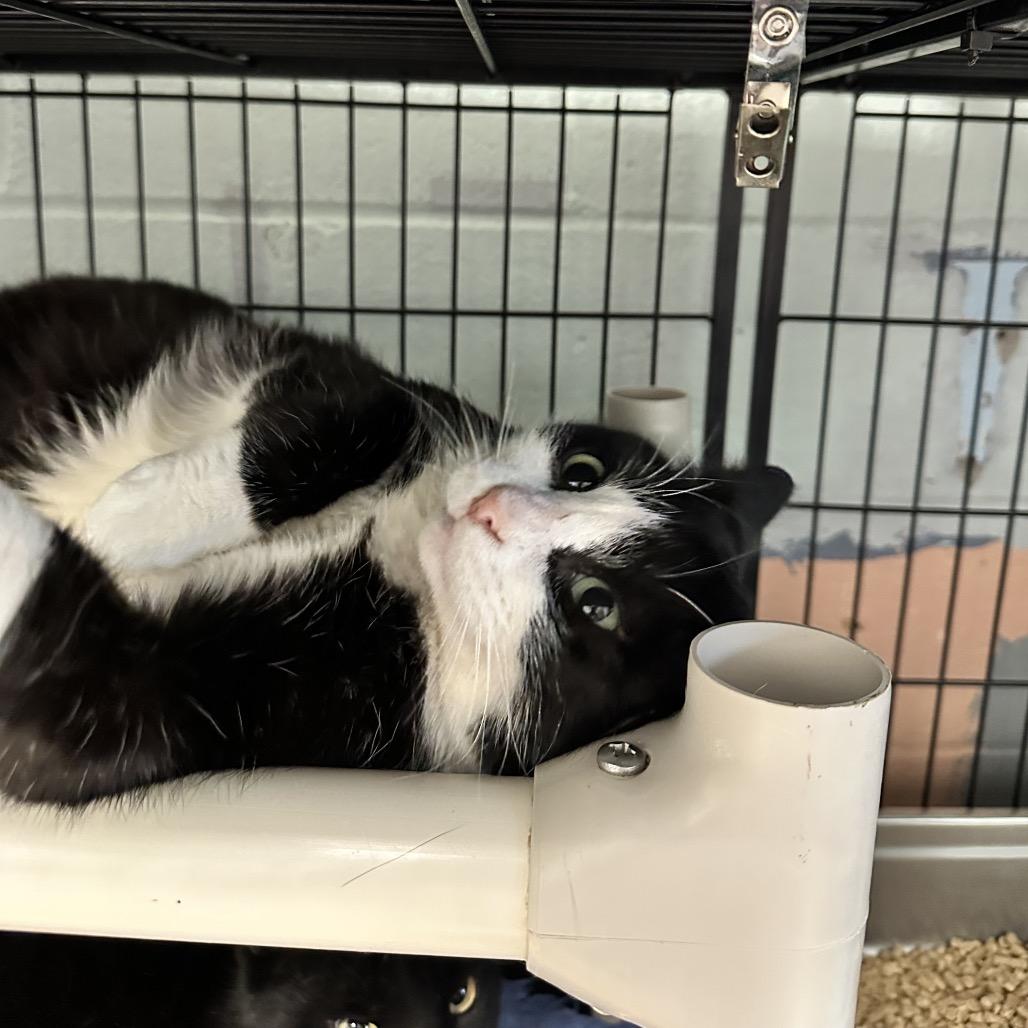 Enlarge Sylvester, a Adoptable Domestic Short Hair in Columbus, NC image 1/1