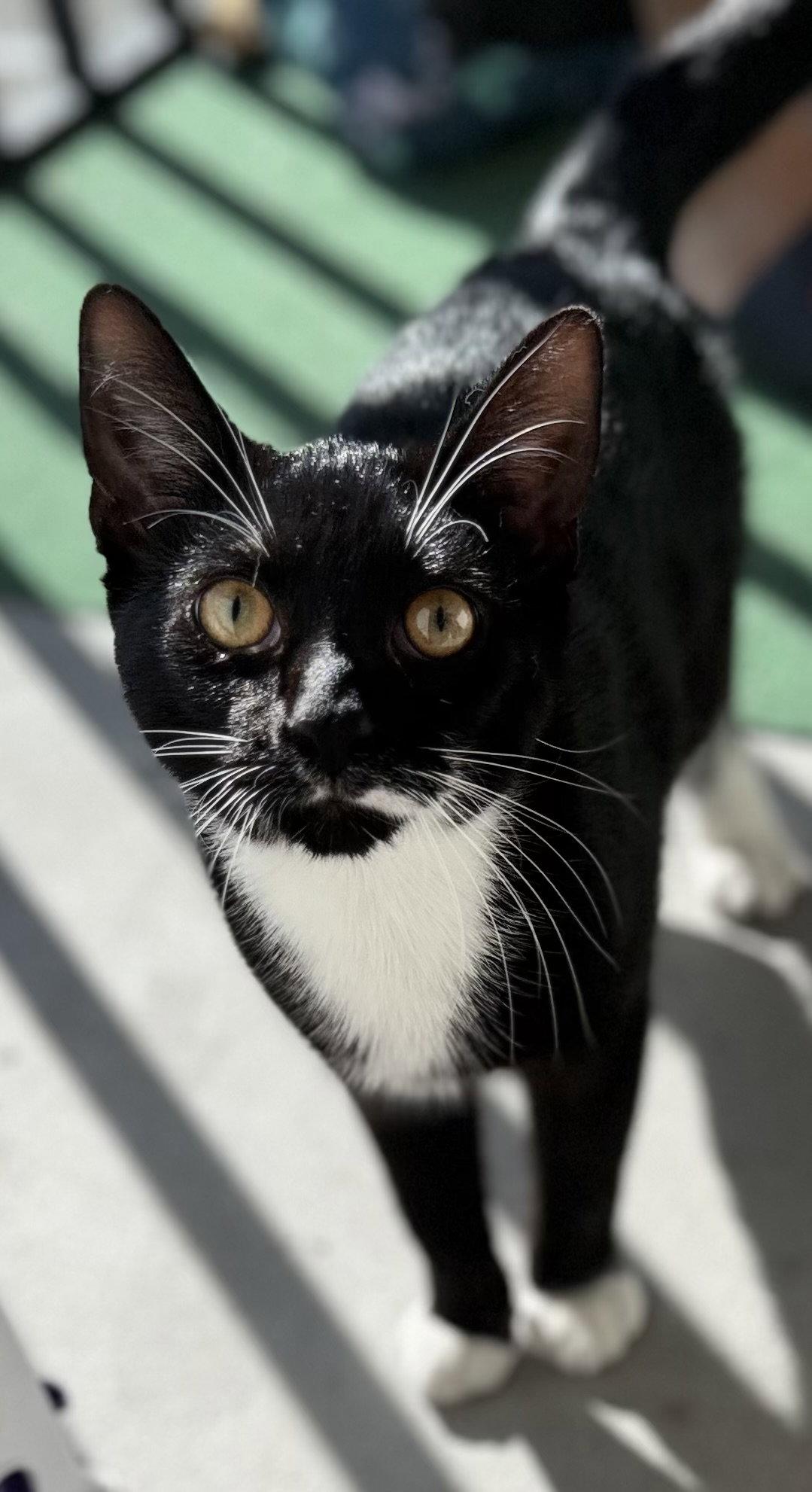 Enlarge Domino, a Adopted Tuxedo in Fort Myers, FL image 1/1