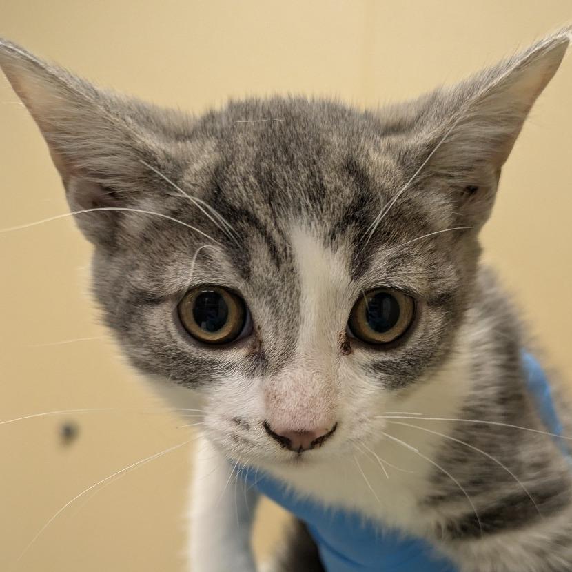 Toni Topaz, a Adoptable Domestic Short Hair in Santa Barbara, CA image 1/6