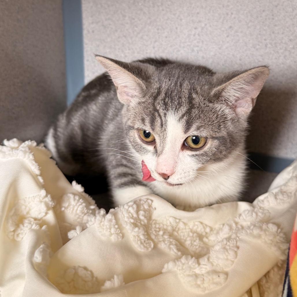 Toni Topaz, a Adoptable Domestic Short Hair in Santa Barbara, CA image 2/6