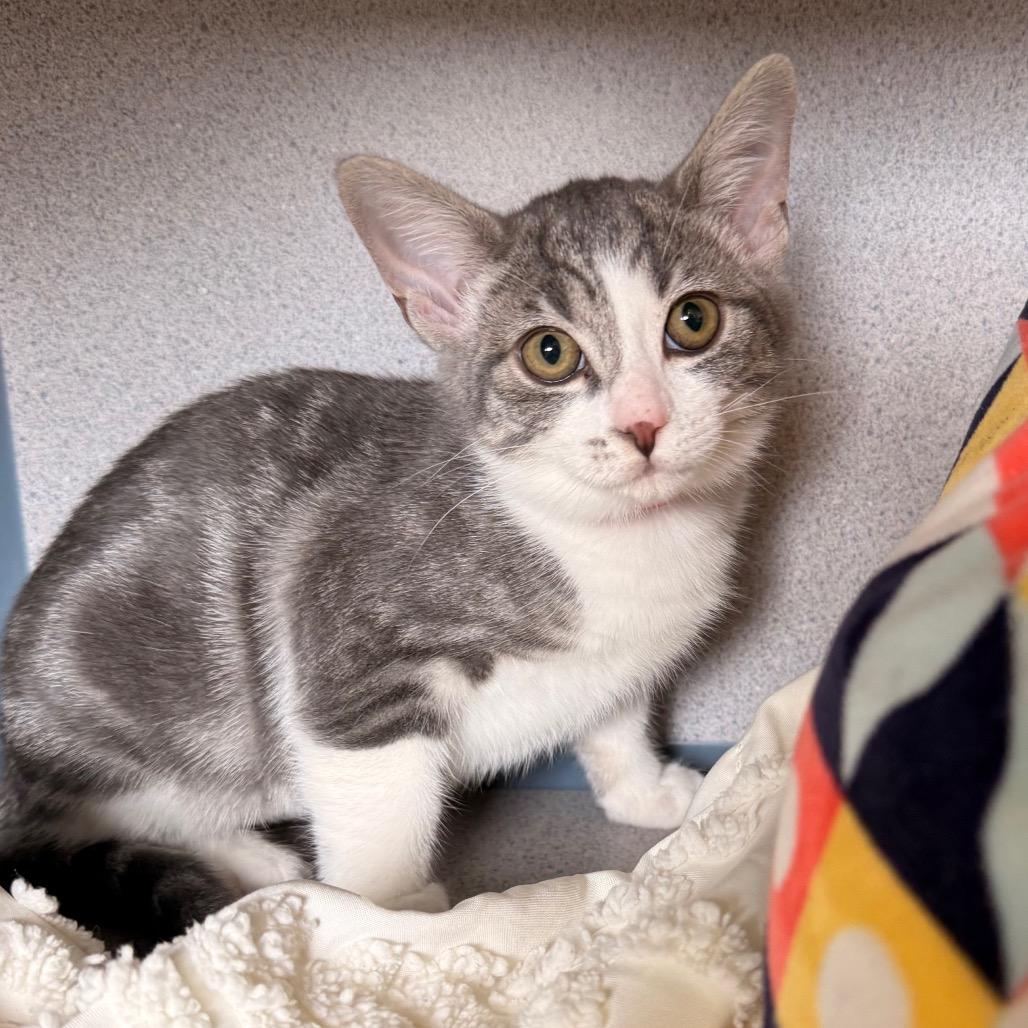 Toni Topaz, a Adoptable Domestic Short Hair in Santa Barbara, CA image 3/6