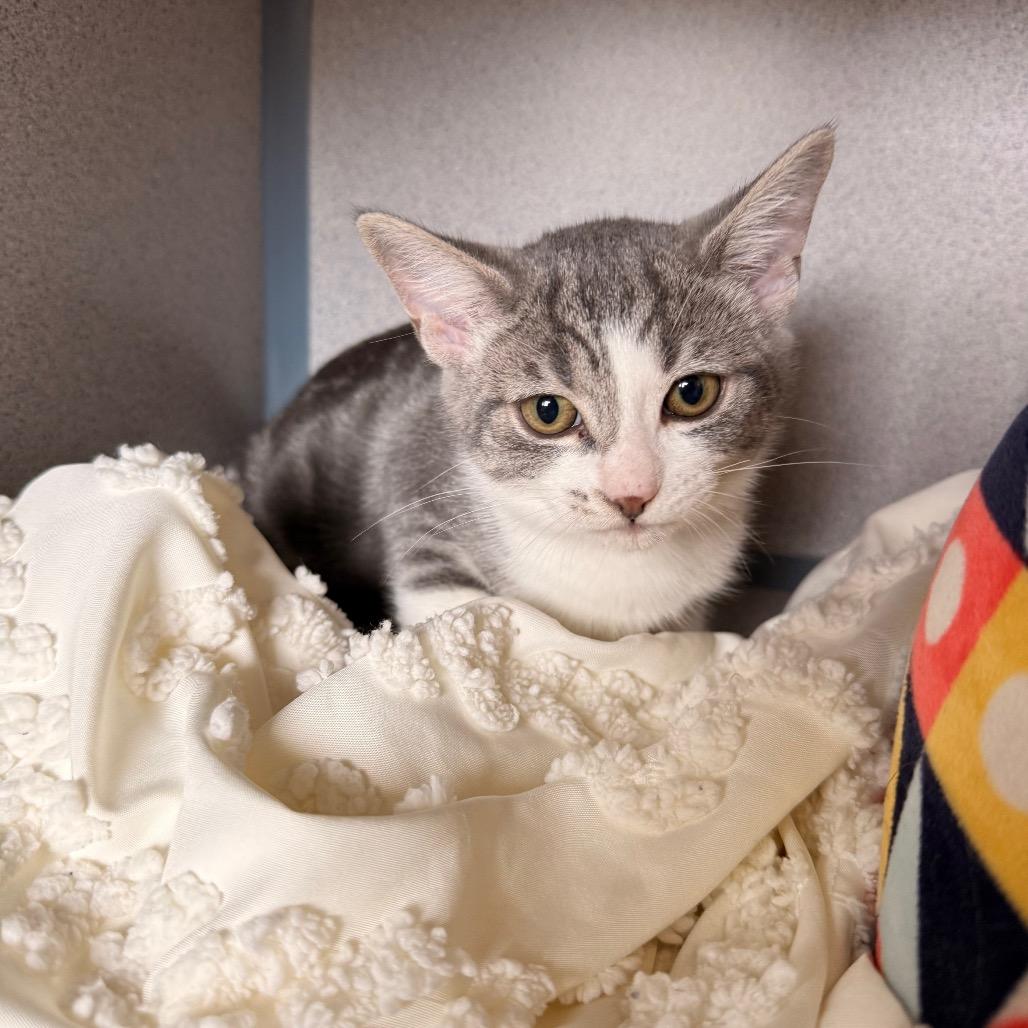 Toni Topaz, a Adoptable Domestic Short Hair in Santa Barbara, CA image 4/6