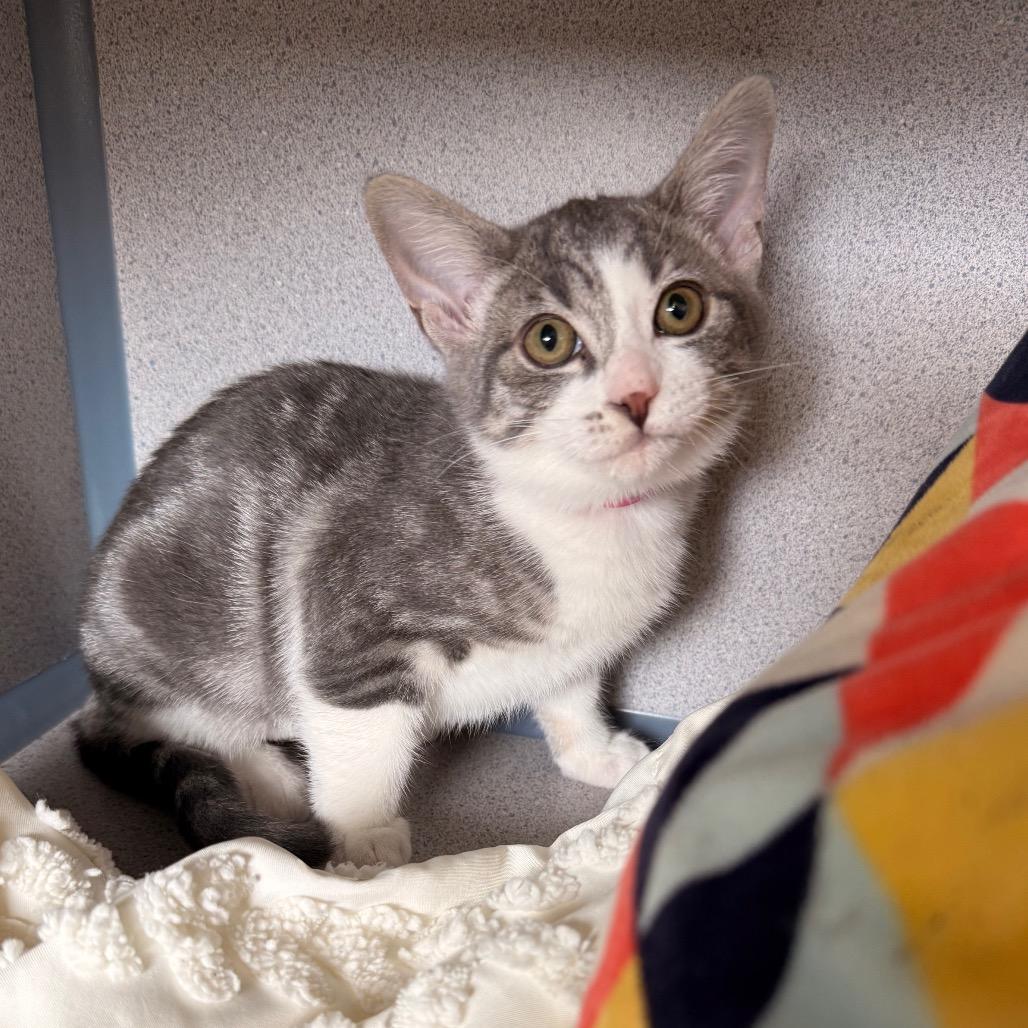 Toni Topaz, a Adoptable Domestic Short Hair in Santa Barbara, CA image 5/6