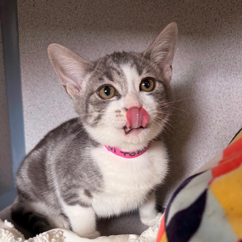 Toni Topaz, a Adoptable Domestic Short Hair in Santa Barbara, CA image 6/6