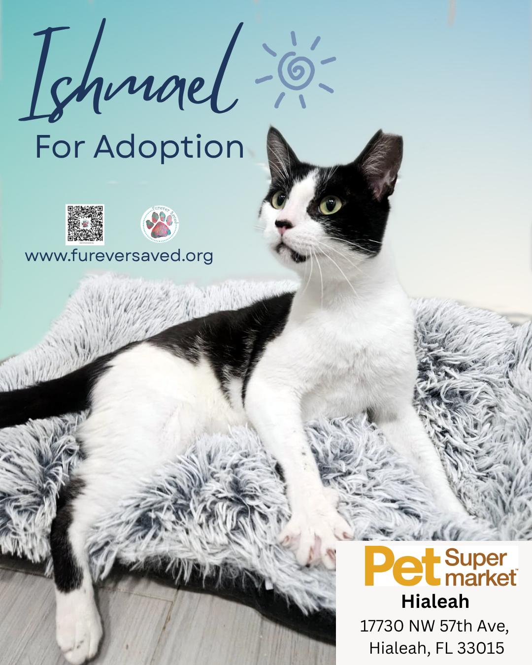 Ishmael, a ADOPTABLE Domestic Short Hair in Miami, FL image 2/4