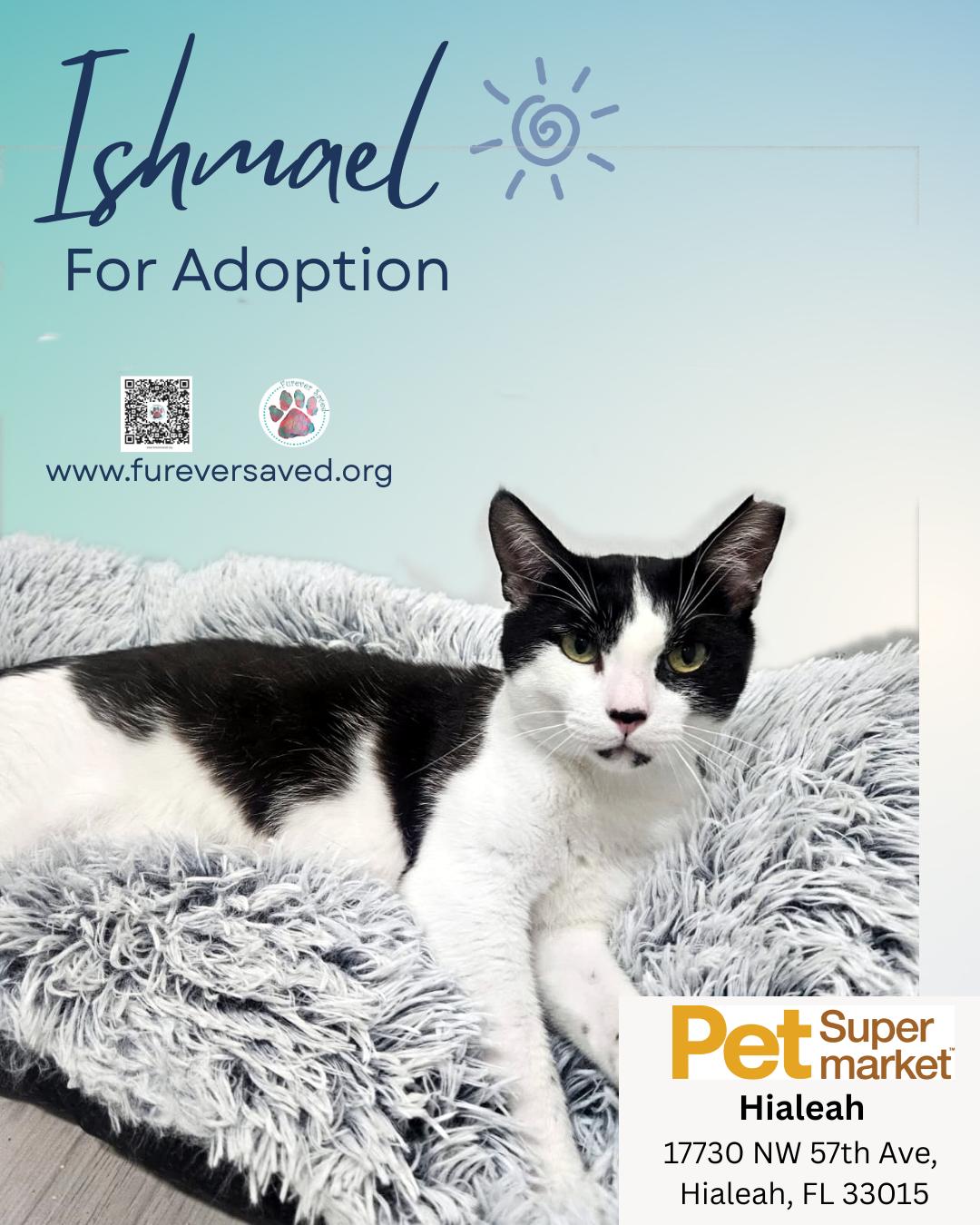 Ishmael, a ADOPTABLE Domestic Short Hair in Miami, FL image 4/4