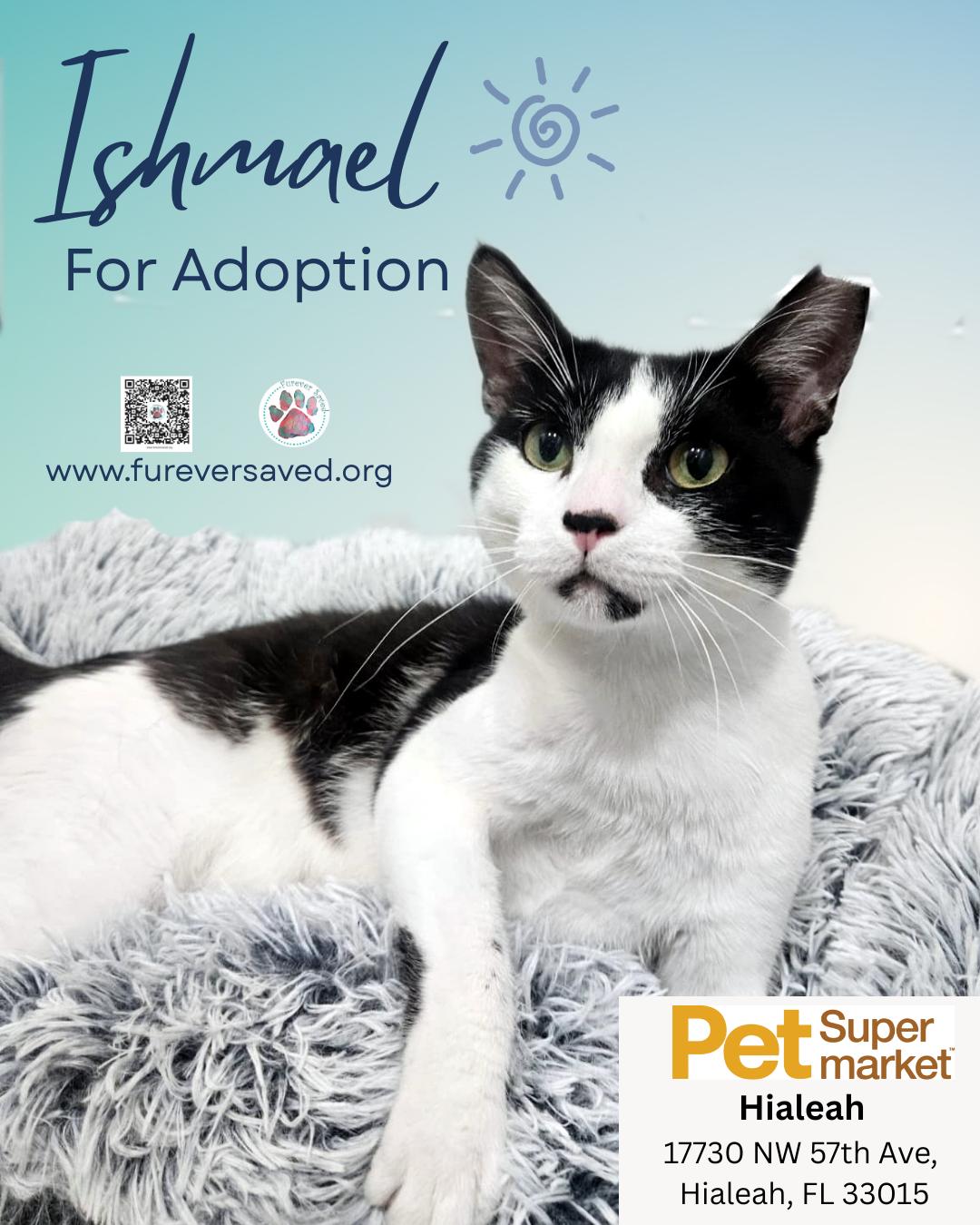 Ishmael, a ADOPTABLE Domestic Short Hair in Miami, FL image 1/4
