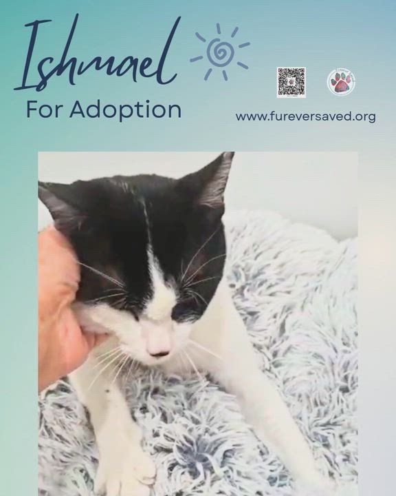 Enlarge Ishmael, a ADOPTABLE Domestic Short Hair in Miami, FL video 3/4