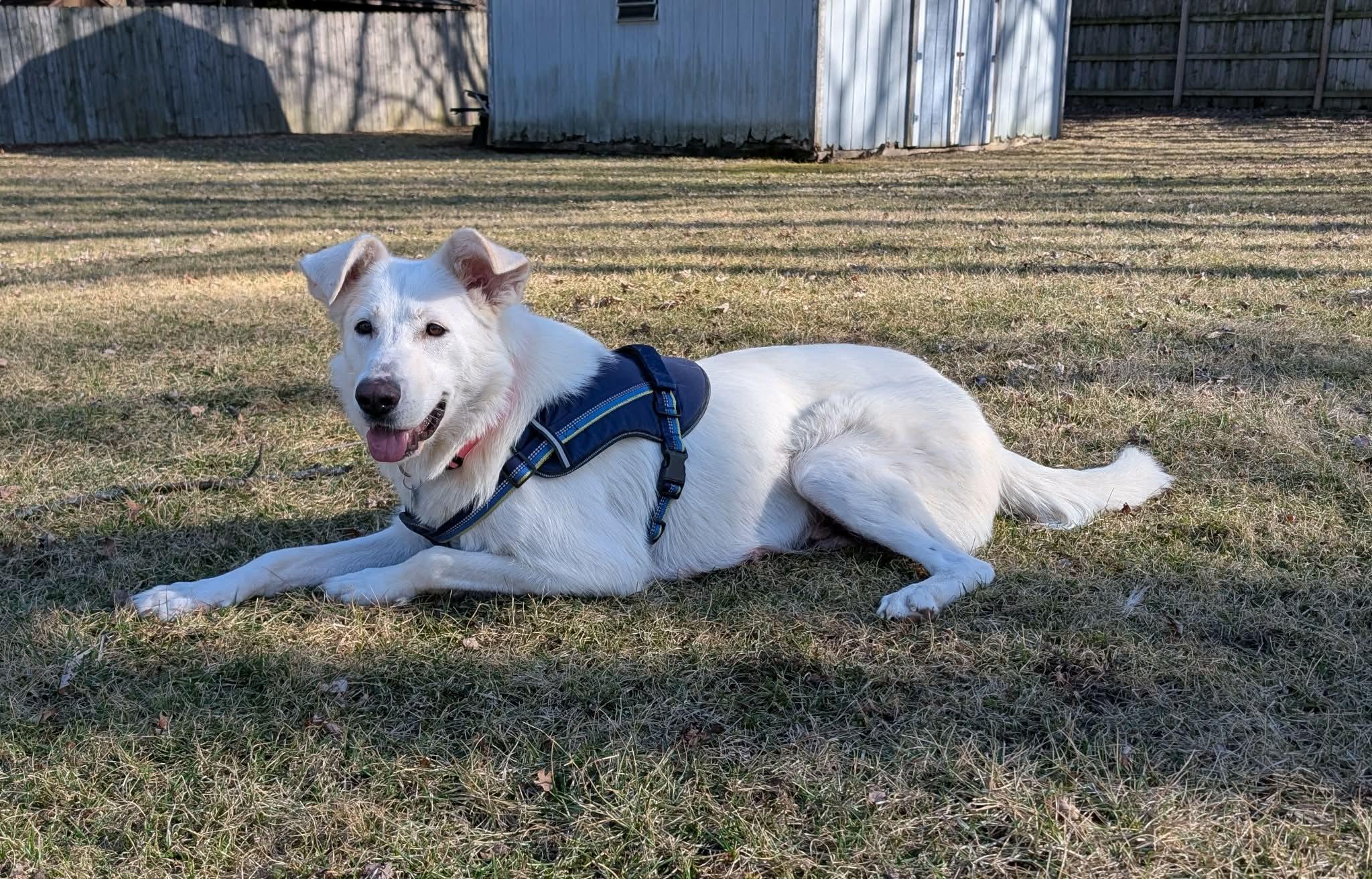 Enlarge Winter, a ADOPTABLE mixed breed in Plainfield, IL image 3/5