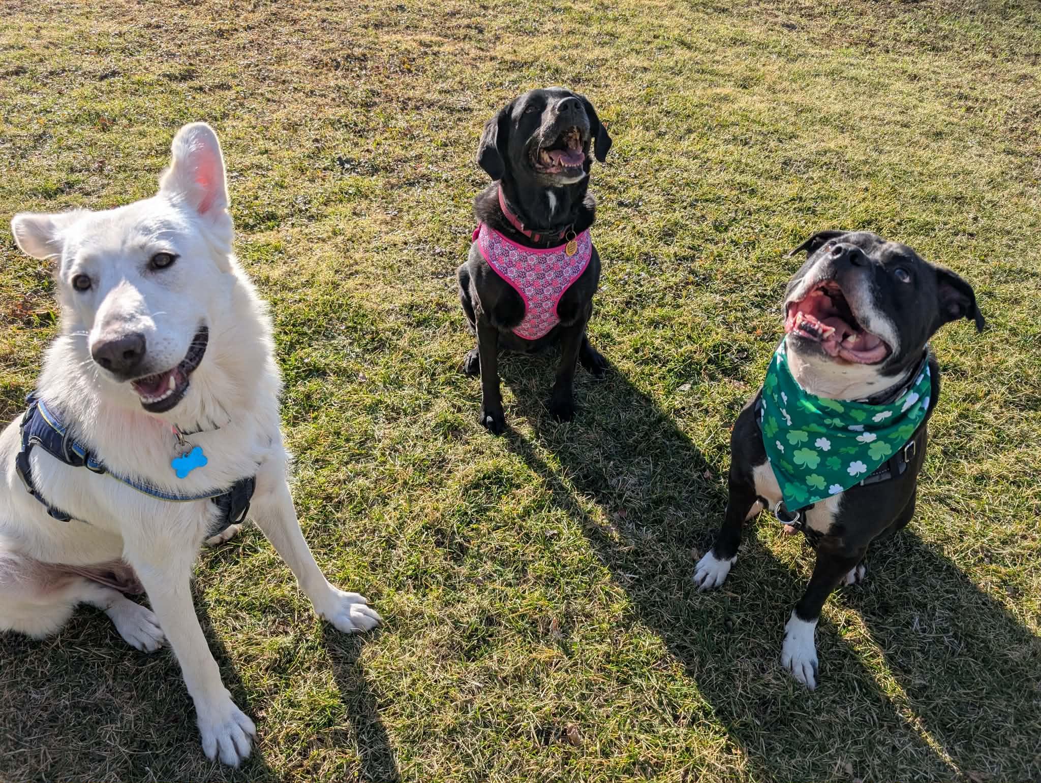 Enlarge Winter, a ADOPTABLE mixed breed in Plainfield, IL image 4/5