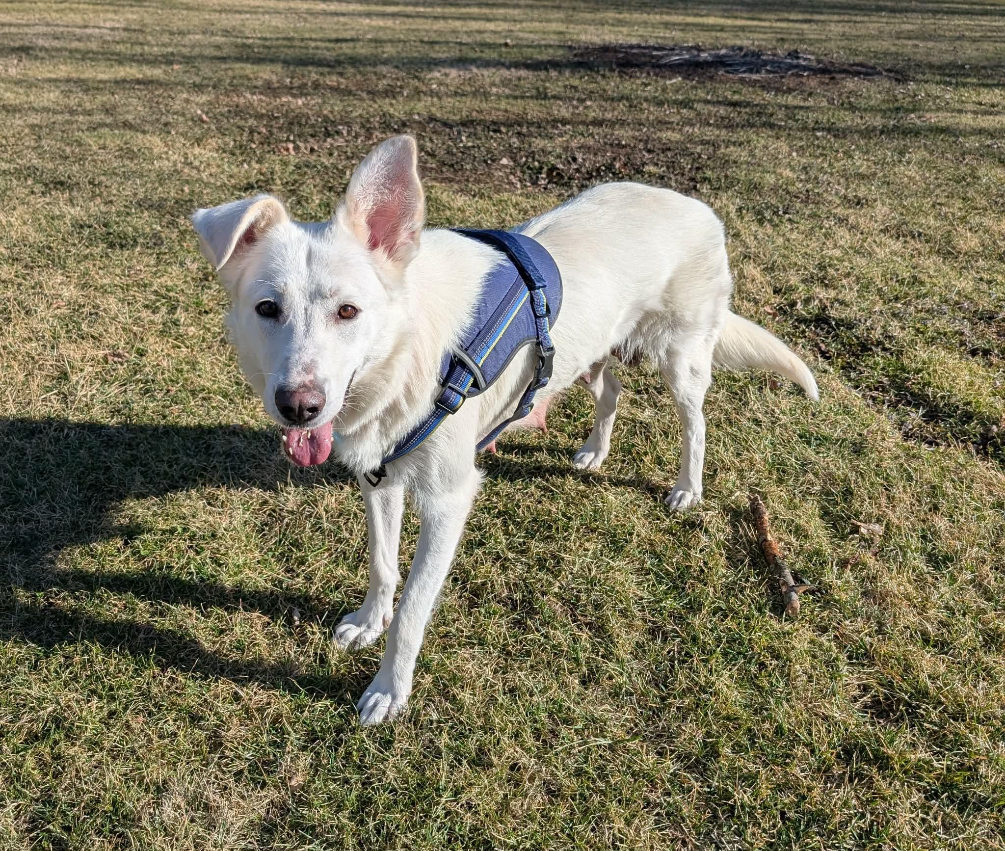 Enlarge Winter, a ADOPTABLE mixed breed in Plainfield, IL image 1/5