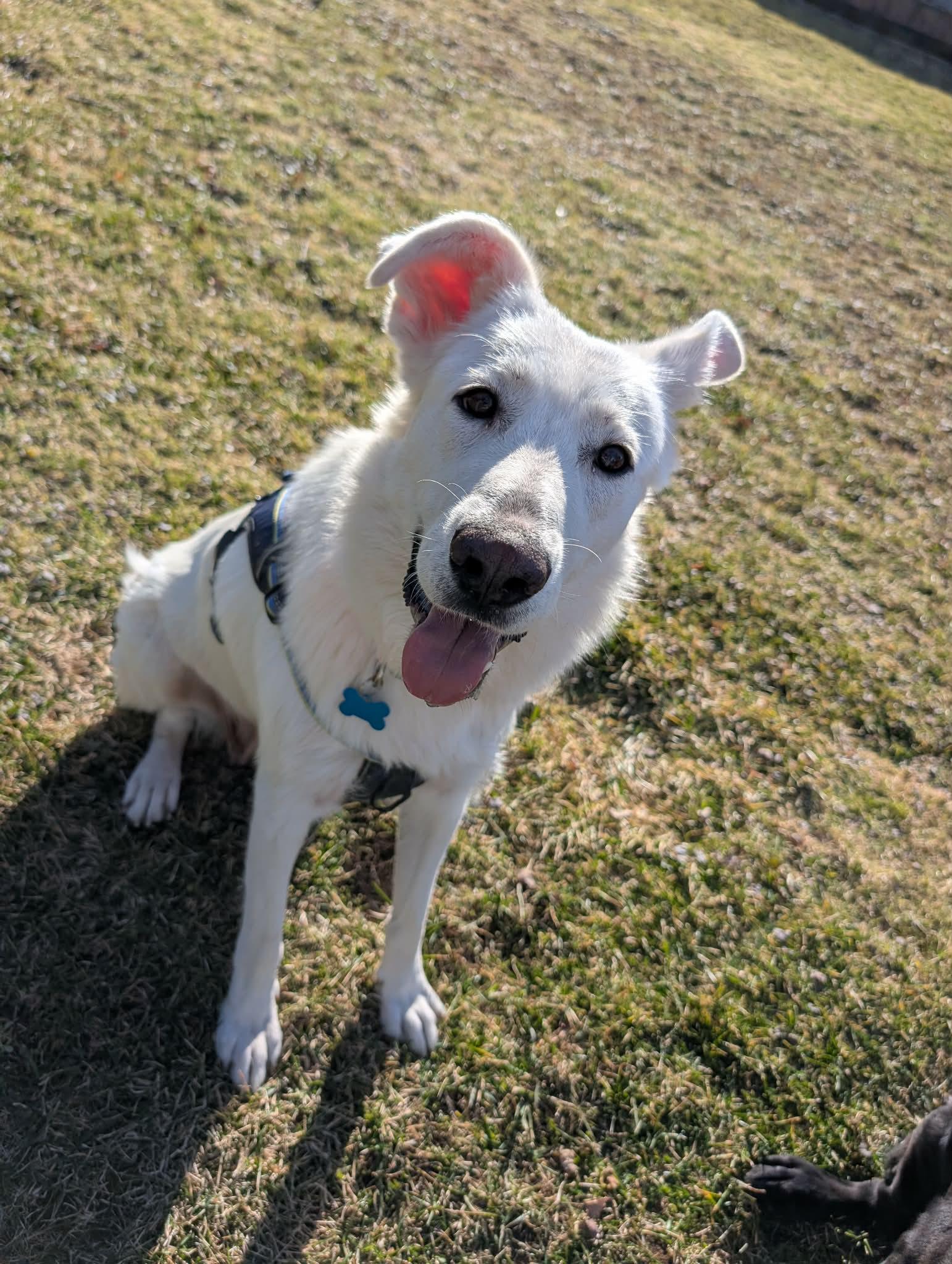 Enlarge Winter, a ADOPTABLE mixed breed in Plainfield, IL image 2/5