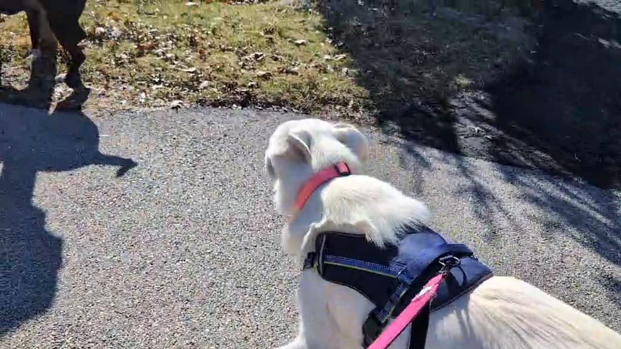 Enlarge Winter, a ADOPTABLE mixed breed in Plainfield, IL video 5/5