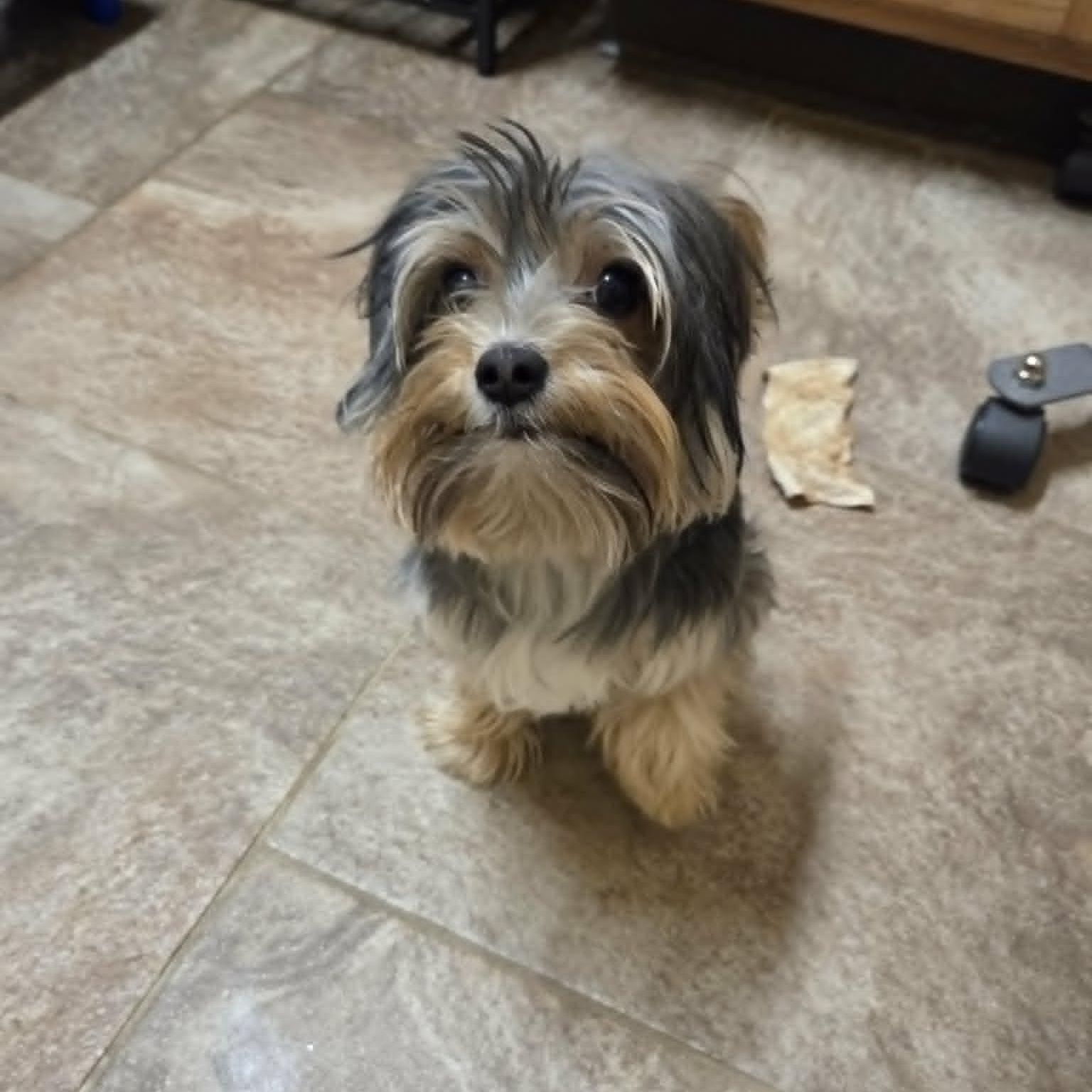 Enlarge Lucky, an adopted Yorkshire Terrier in Lancaster, KY image 4/5