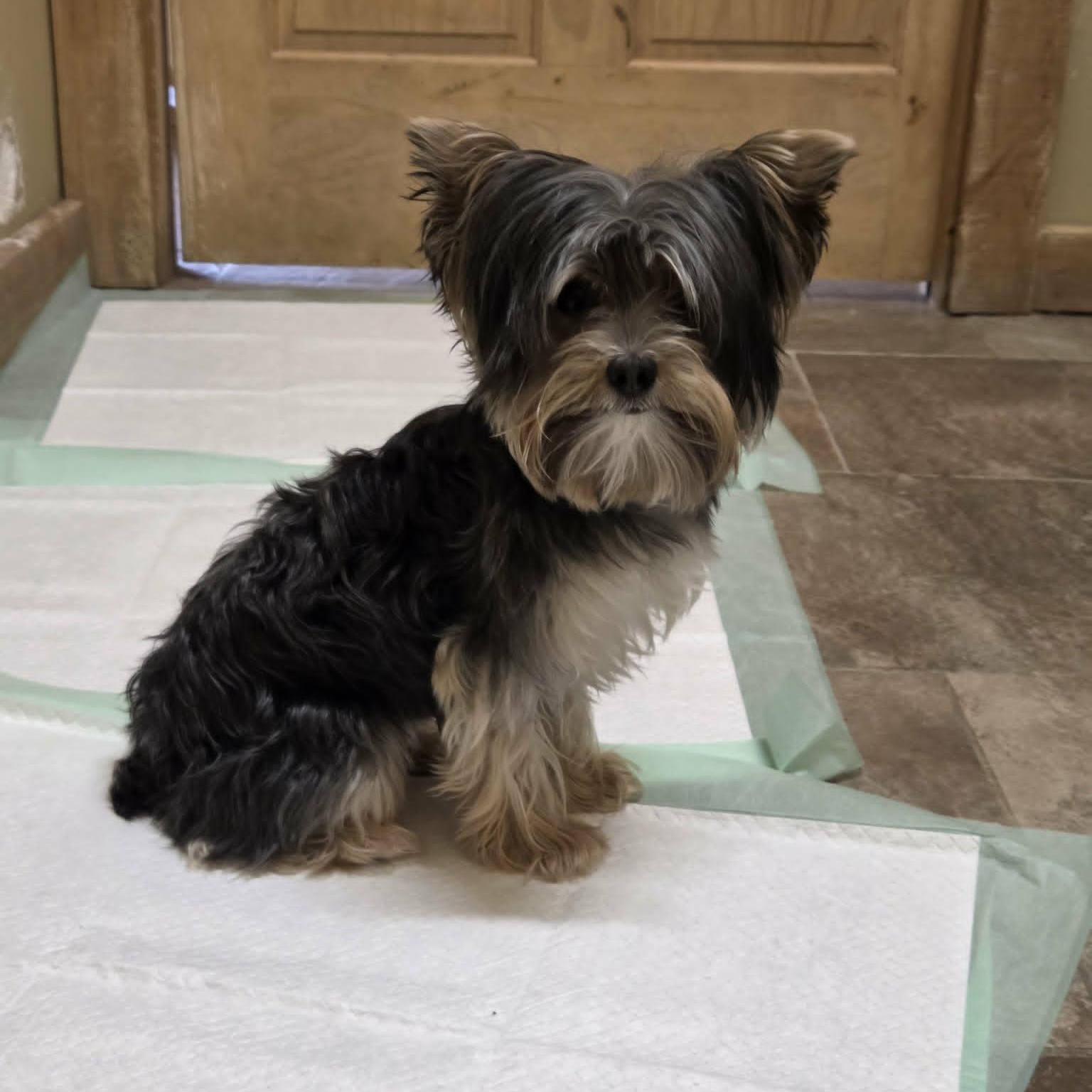 Lucky, adopted, Young Male Yorkshire Terrier.