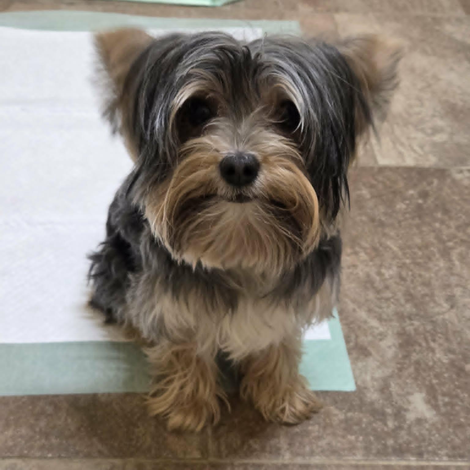 Enlarge Lucky, an adopted Yorkshire Terrier in Lancaster, KY image 2/5
