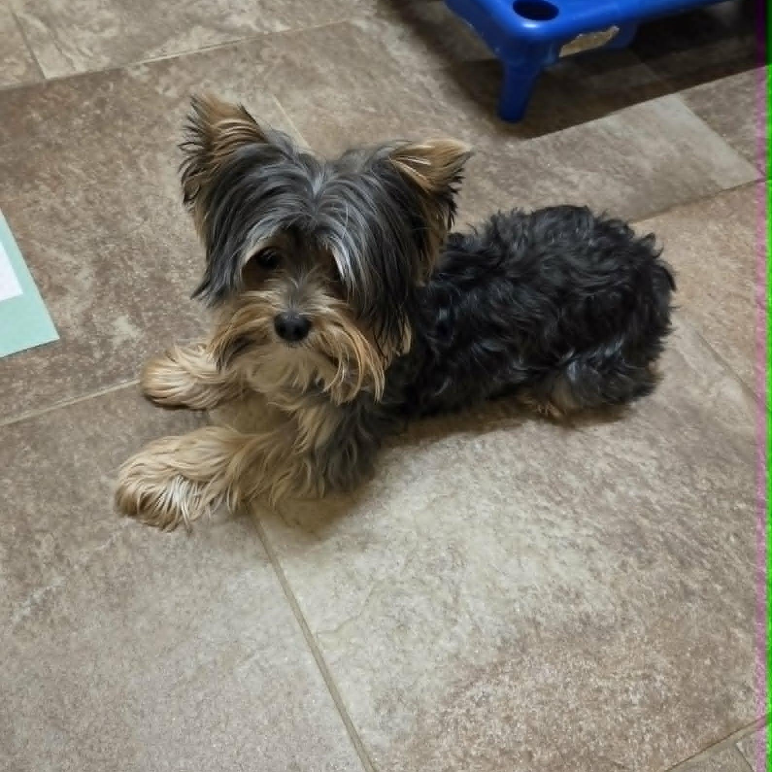Enlarge Lucky, an adopted Yorkshire Terrier in Lancaster, KY image 5/5