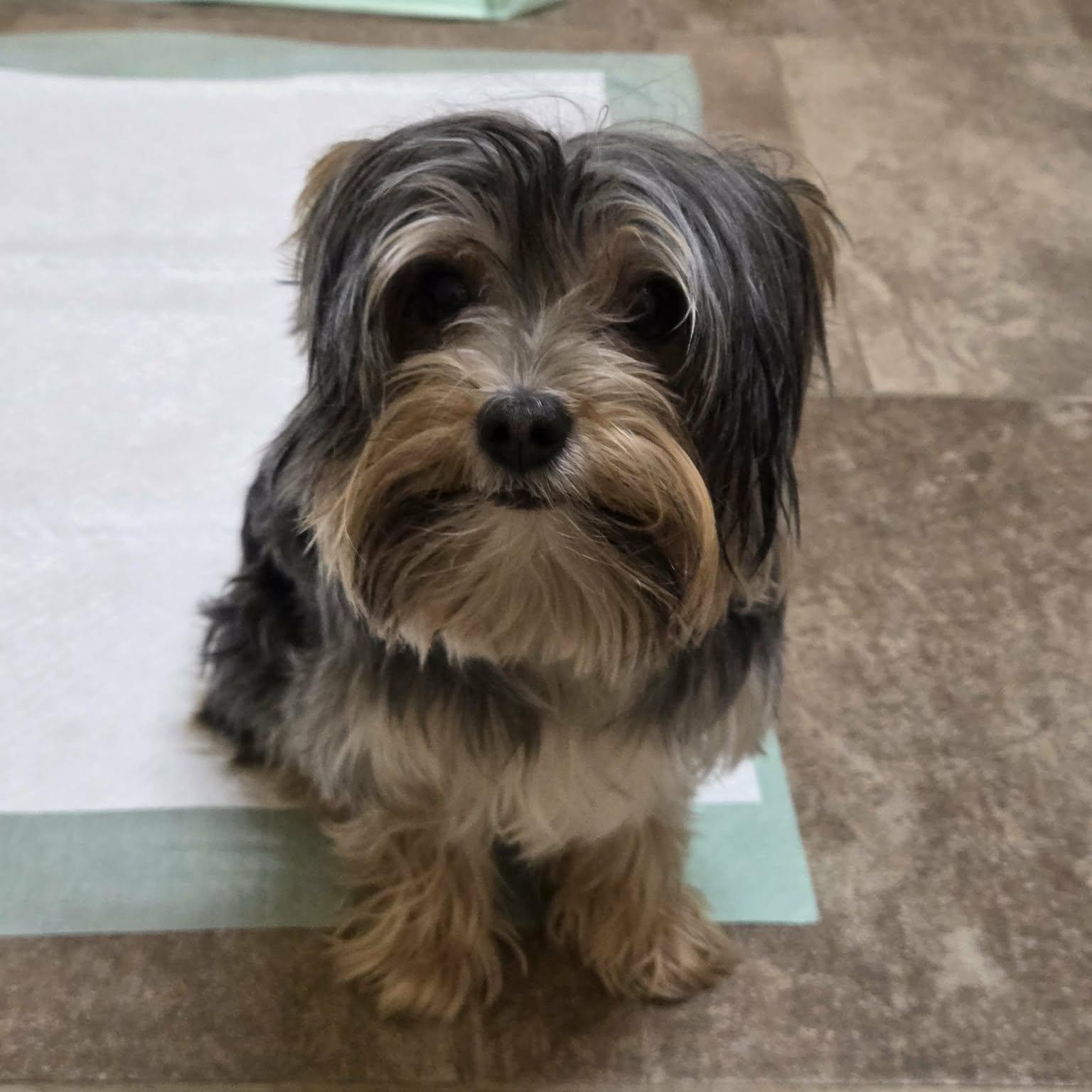 Enlarge Lucky, an adopted Yorkshire Terrier in Lancaster, KY image 3/5