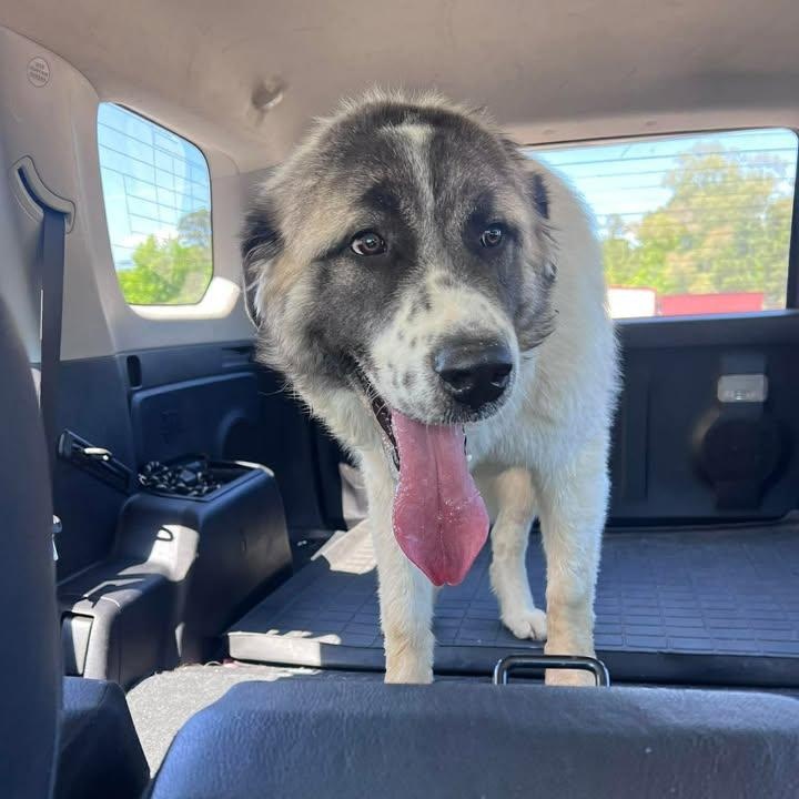 Enlarge Rufus (20260416-05), an adopted mixed breed in Niagara on the Lake, ON image 4/5