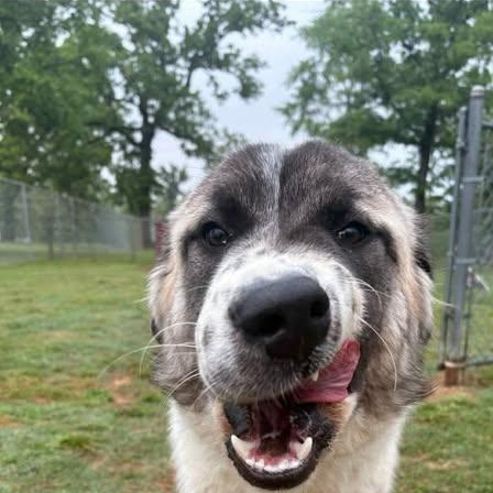 Rufus (20260416-05), adopted, Puppy Male Great Pyrenees & Anatolian Shepherd.
