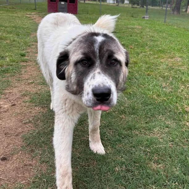 Enlarge Rufus (20260416-05), an adopted mixed breed in Niagara on the Lake, ON image 3/5