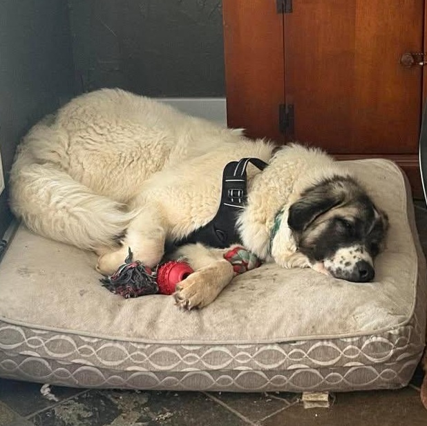 Enlarge Rufus (20260416-05), an adopted mixed breed in Niagara on the Lake, ON image 5/5