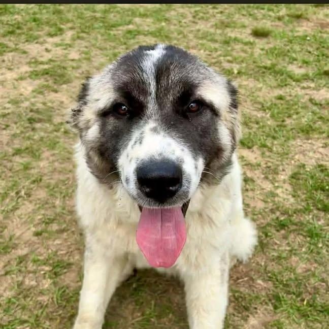 Enlarge Rufus (20260416-05), an adopted mixed breed in Niagara on the Lake, ON image 2/5