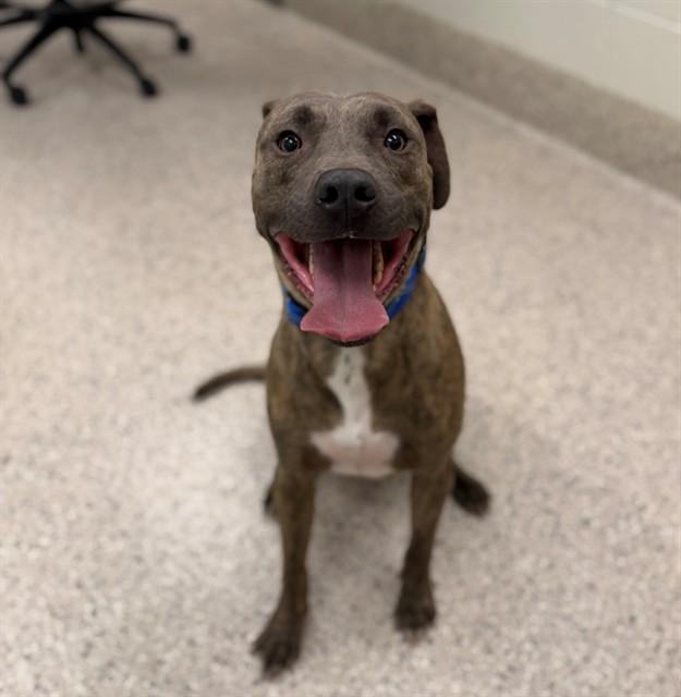 BLUE, Adoptable, Adult Male Pit Bull Terrier.