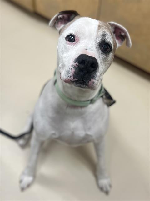 MR CHAOS, Adoptable, Adult Male Pit Bull Terrier & Mixed Breed.