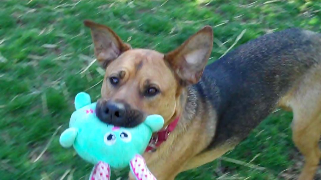 Enlarge Chevy, a Adoptable mixed breed in Bayville, NJ image 1/4