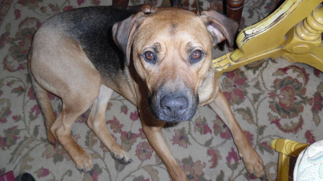 Enlarge Chevy, a Adoptable mixed breed in Bayville, NJ image 2/4