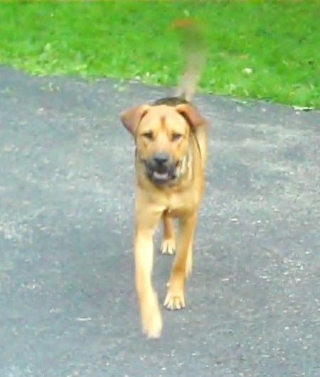 Enlarge Chevy, a Adoptable mixed breed in Bayville, NJ image 4/4