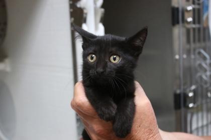 Enlarge Pawcasso, a Adoptable Domestic Short Hair in Brunswick, GA image 1/1