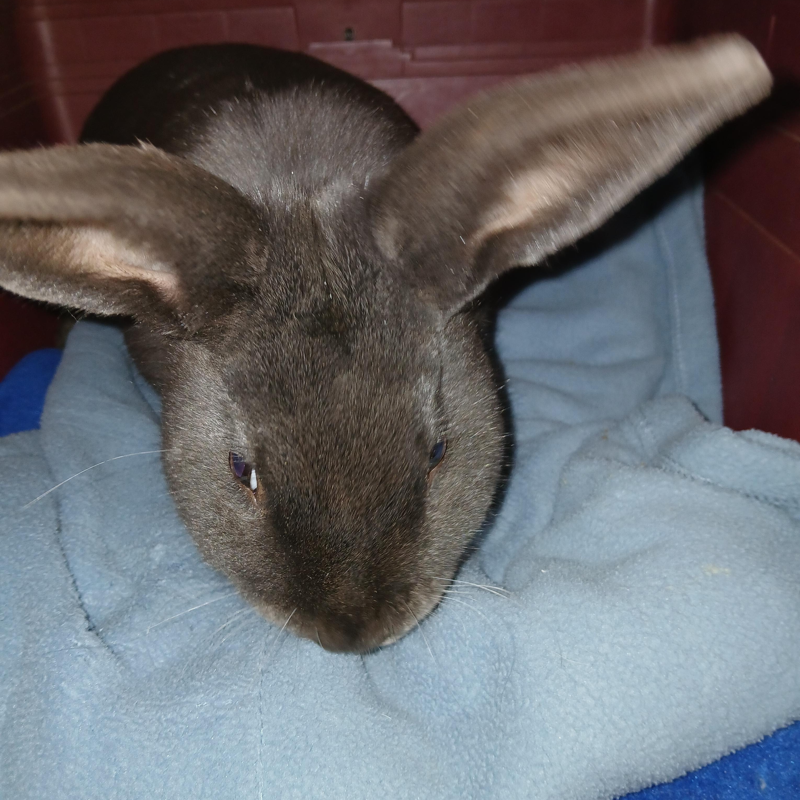 Flanders, an adopted Flemish Giant in Dearborn, MO image 1/3