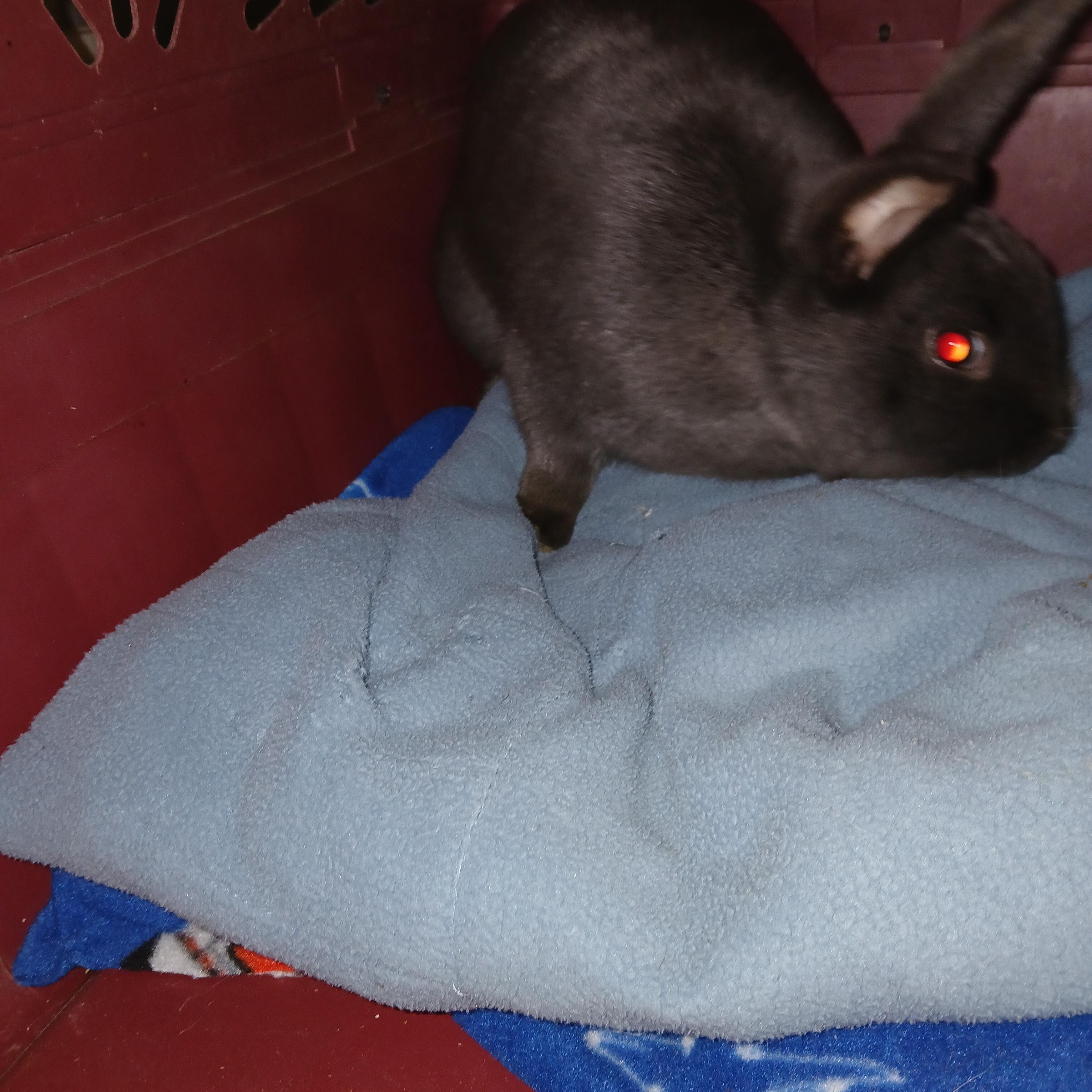 Flanders, an adopted Flemish Giant in Dearborn, MO image 2/3