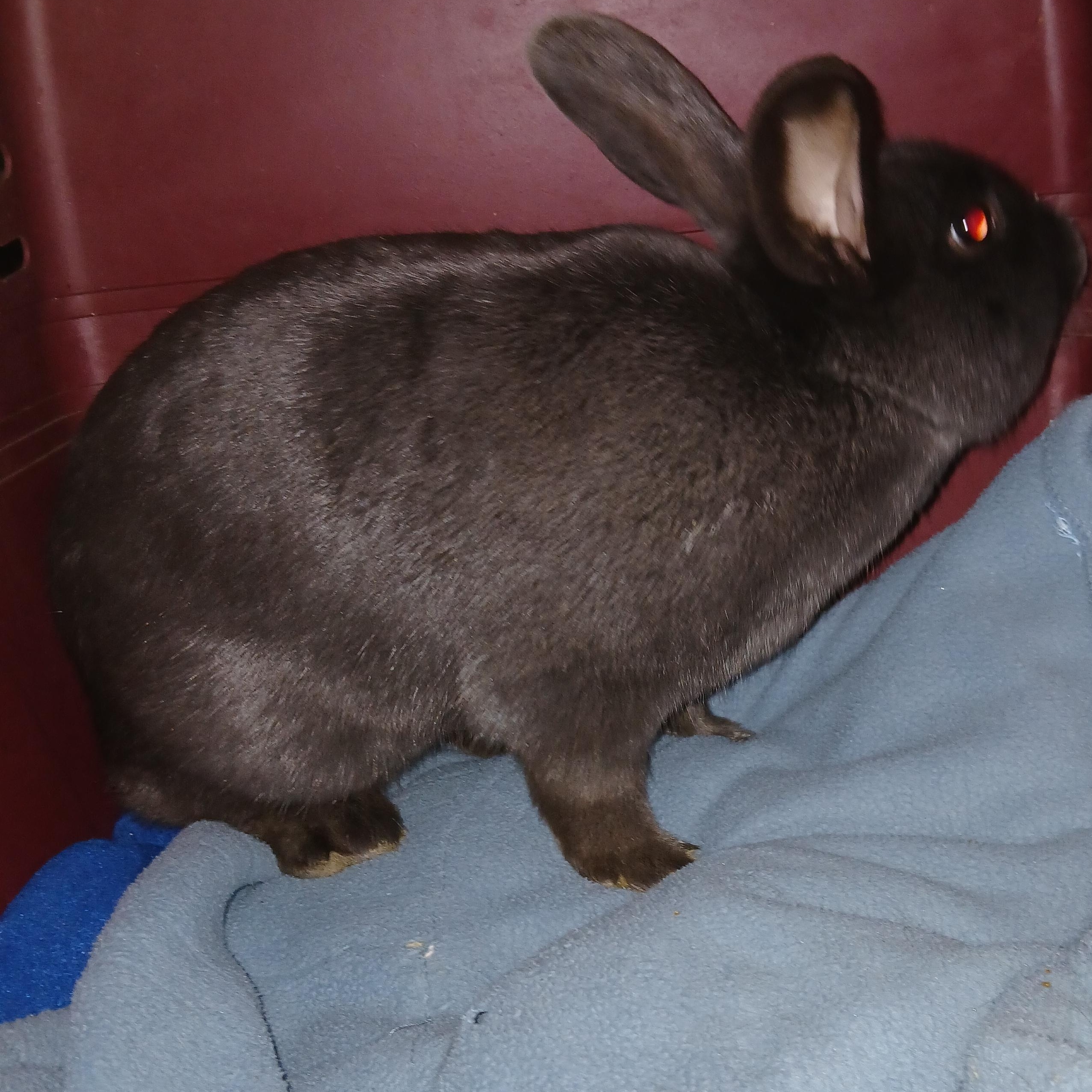 Flanders, an adopted Flemish Giant in Dearborn, MO image 3/3