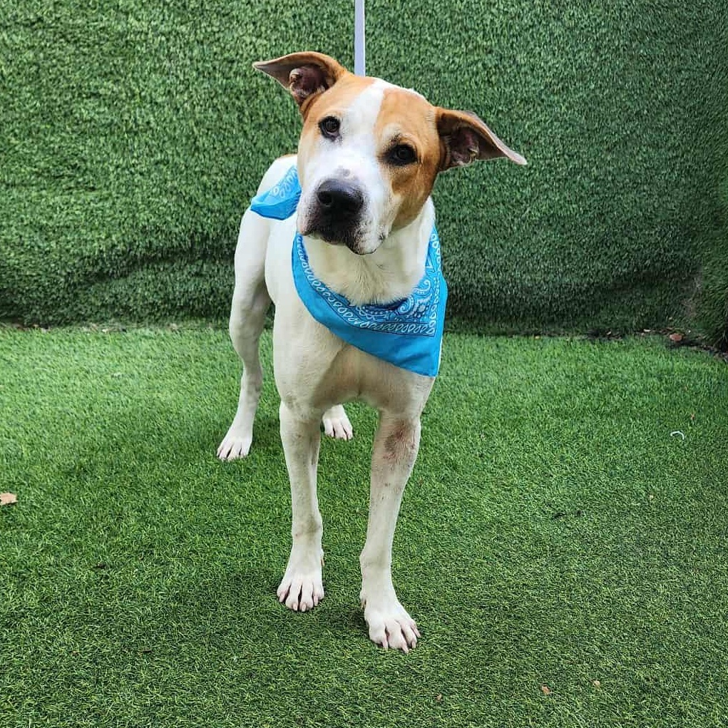 Timber — thumbnail 3