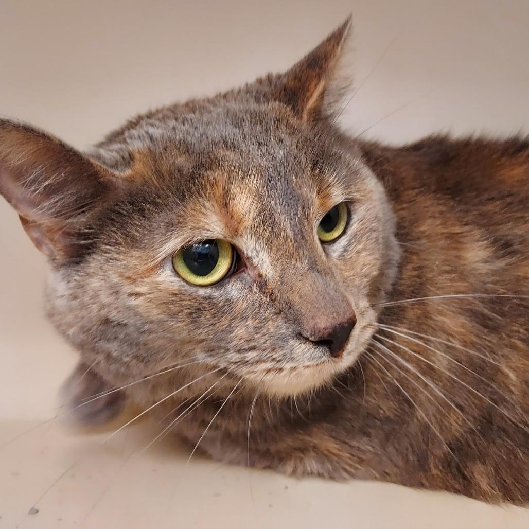 Enlarge Angela, a Adoptable mixed breed in Dayton, OH image 1/4