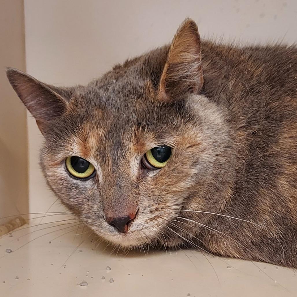 Enlarge Angela, a Adoptable mixed breed in Dayton, OH image 2/4