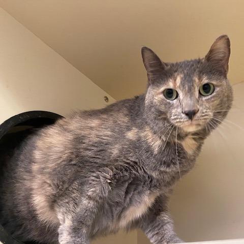 Enlarge Angela, a Adoptable mixed breed in Dayton, OH image 3/4