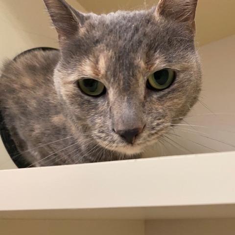 Enlarge Angela, a Adoptable mixed breed in Dayton, OH image 4/4